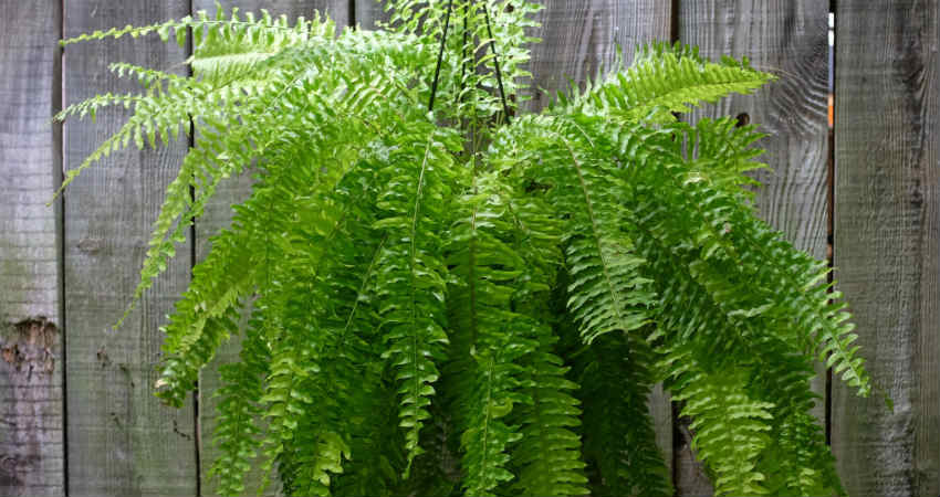 Boston Fern