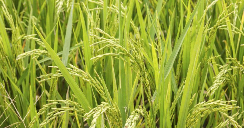 Climate Change and production of Rice