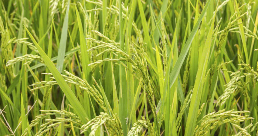 Climate Change and production of Rice