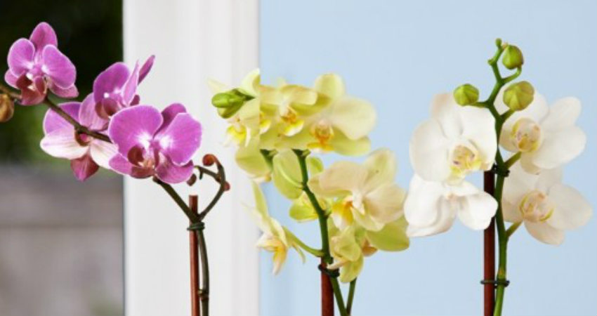 Orchids