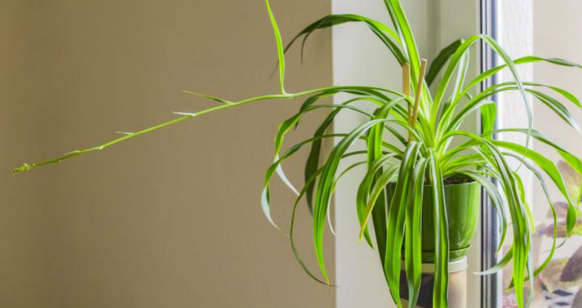 spider plant