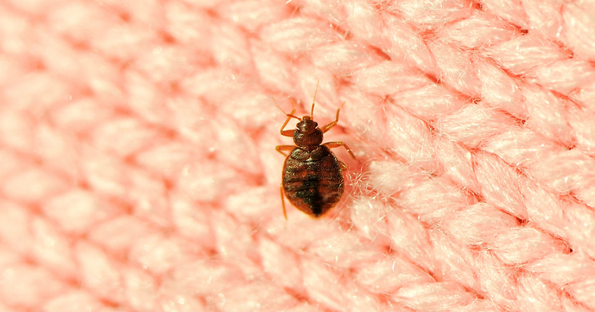 12 Ways to Get Rid of Dust Mites in Your Home