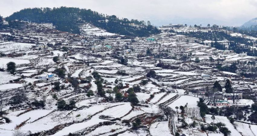 Almora Snow 