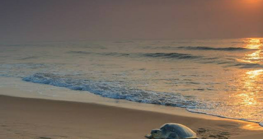 Cleanest Beaches in India