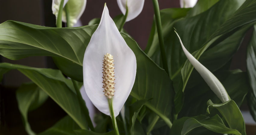 Houseplants that will make your home cozier and clean the air