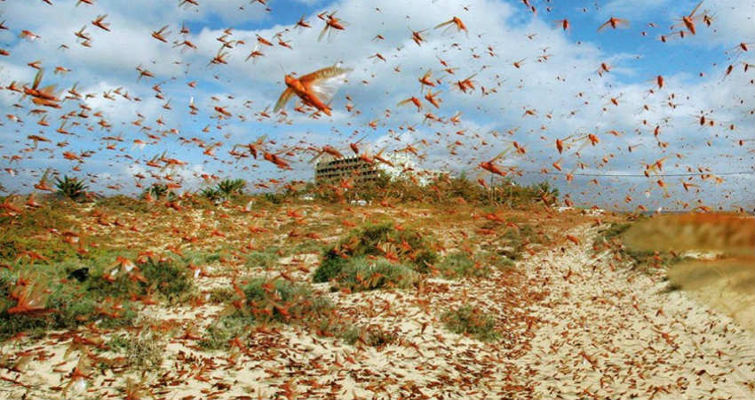 Locust attack