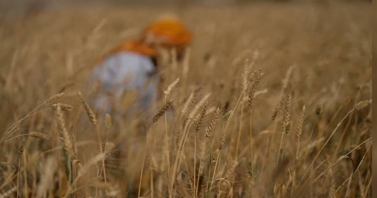 Level 10 Field of Wheat